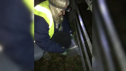 Warminster Toad Patrol A woman in a high-vis jacket at night wearing a head torch and releasing toads from a bucket onto the grass by a metal gate