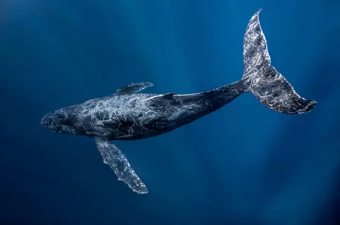 A humpback whale is shown swimming under water, some light shines on its tail. The body is dark blue/back with white lines across from previous injuries
