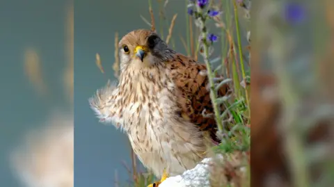 Steve Reeve Kestrel bird looking at the camera 