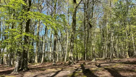 Jedburgh wood clear of rubbish