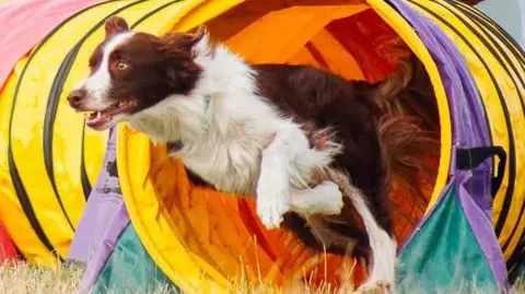 A brown and white Border Collie is darting through a rainbow-coloured tube on an agility course, her front legs raised in the air as her rear legs kick into the ground, light-brown eyes focused ahead.