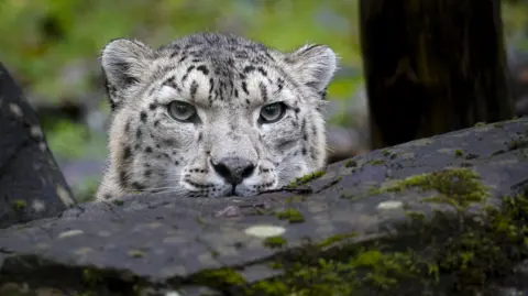 Jason Brown The head of Irina a white and black snow leopard is visible peering out from below a rock