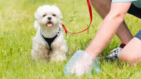 A small white dog wearing a harness and a red lead sits on green grass. Next to the dog, an unidentifiable person crouches down and reaches toward the ground with a hand inside a blue plastic bag, picking something up. Only the person’s legs and trainers are partially visible.
