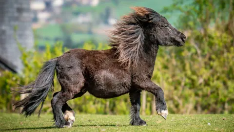 Munchkins Miniature Shetland Rescue A black miniature Shetland pony running through a field. It's taken on a sunny day with lots of greenery and buildings in the background. 