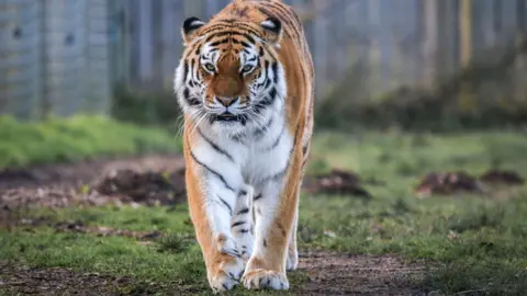 A photo of Tschuna walking around her enclosure at the park.