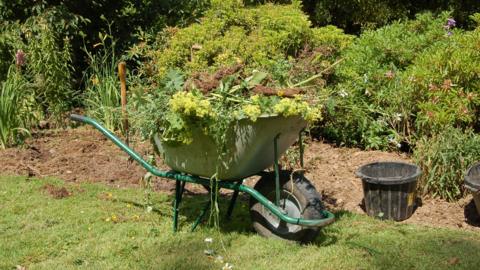 Wheelbarrow with garden waste