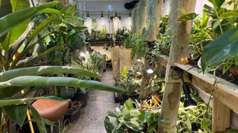 Alice Cullinane/BBC A shipping container is filled to the brim with plants hanging from wooden shelves and lights shining down onto the shelves. 