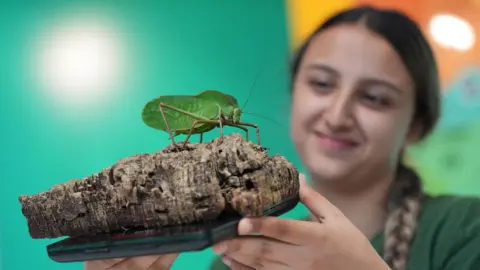PA Media A zoo worker holds a small log and a weighing scale. The katydid, a bright green insect similar in appearance to a large grasshopper, sits atop the log. 