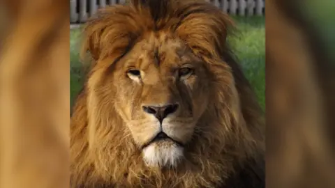 The image shows the face of a lion, with a large mane and sombre expression. Grass and white fences can be seen in the background.
