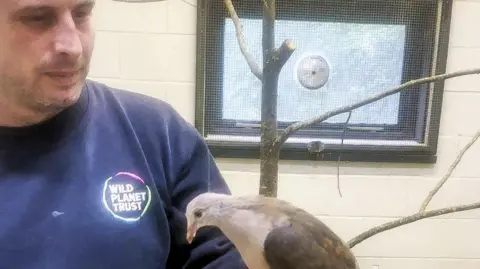 Paignton Zoo Tom Tooley holding a pink pigeon on his left hand inside an enclosure at Paignton Zoo.