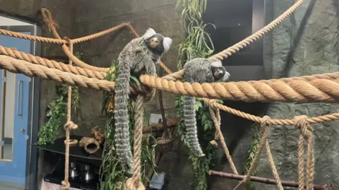 Two marmosets sitting on a hanging rope. The marmosets are grey with long grey stripy tails, they have white fluffy fur on the side of their heads, with tan faces and small brown eyes. There are lots of hanging ropes with twigs and greenery near the animals.