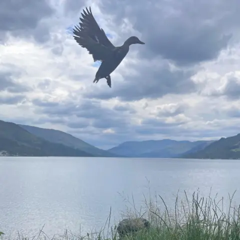 Sally Scrimgeour Duck in flight photobombing a shot of a lake and hills.