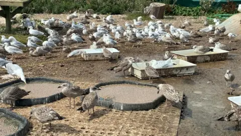 Groups of gulls gather around large feeding trays in a large enclosure.