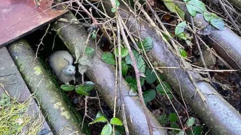 RSPCA Ferret under a cattle grid