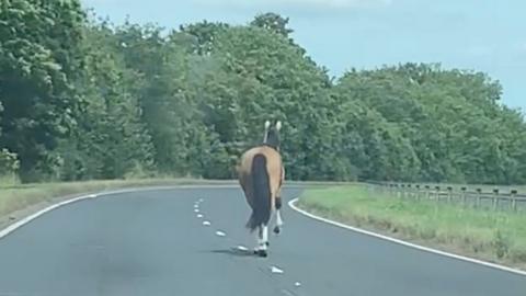 A horse runs down an open road