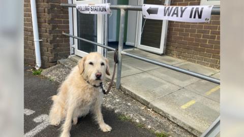 A dog tied to metal railings outside a polling station.