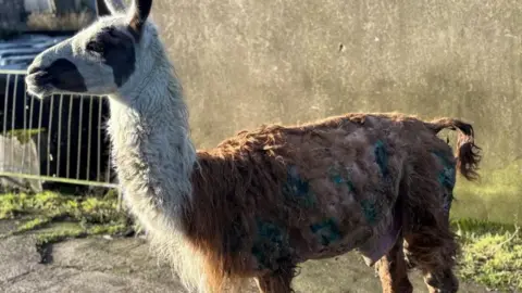 An injured llama stands in a farmyard. It's standing side on to the camera and has a white and chestnut coloured coat. Its coat is shaved in parts, and matted in blood in others. Blue markings from wound spray are dotted over its back and side.