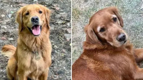 Surrey Police Two Golden Retrievers. They are caramel coloured. One is lying down, the other is sat down and panting. 