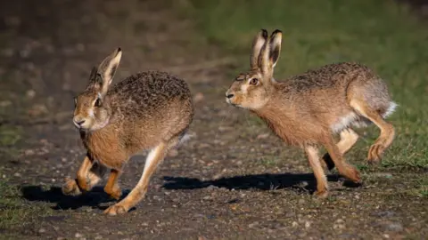 Two hares chasing each other. They are running on a muddy field.