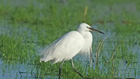 Getty Images, Gary Chalker A Little Egret wading in marshy low-lying water. It has white feathers and a long straight beak