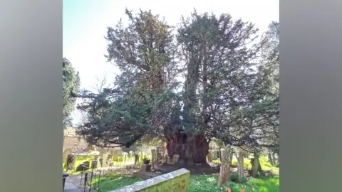 Derbyshire Dales District Council The yew tree standing in a cemetery. It has a fence around it and has a wide trunk and lots of branches.