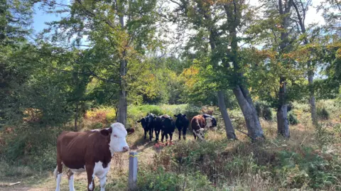 A herd of cattle roam wild in a grassy woody landscape. A group of black and brown and white cows can be seen in a clearing among trees. Some cows stand and watch while others graze.