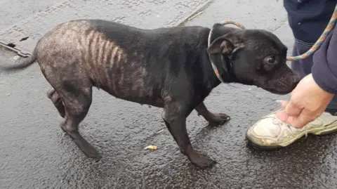 West Wales Poundies Dog Rescue Duccess stands sideways on wet pavement while attached to a lead. The dog’s body appears very thin, with ribs clearly visible along the sides, while some of its fur is missing. The dog faces toward a person whose lower leg and hand are visible on the right, wearing a light-coloured, worn sneaker. 