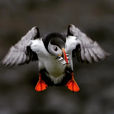 Walid Hassan A puffin flight, with several small fish in its beak, its wings are outstretched, and it has bright orange webbed feet.