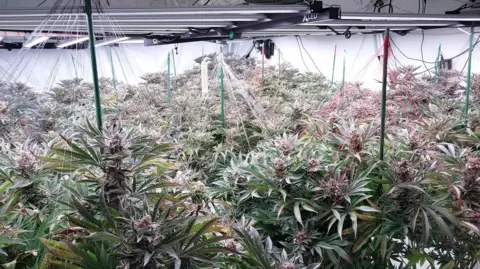 A cannabis factory covering a whole room, with lighting placed above to aid cultivation.