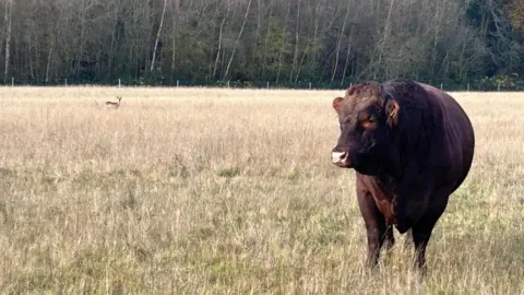 A large brown cow in a field of dead grass. Behind there is a wooded area of brown trees with no leaves. In the distance you can see a small deer that appears to be watching the cow