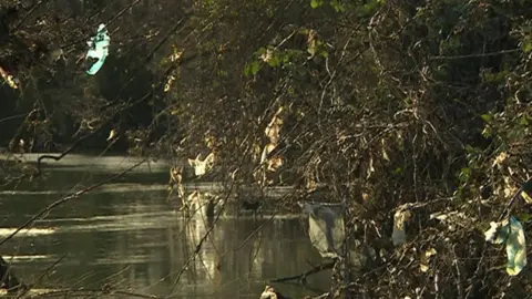 Trees on the banks of the River Avon coated with toilet paper and debris following Storm Henk in January 2024. 