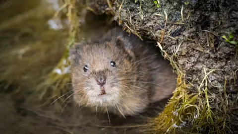 PA A water vole looks directly at the camera from its nest.