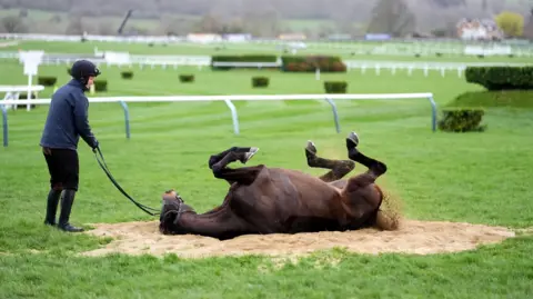 PA Media A dark brown horse rolls in a patch of sand ahead of day three at the 2026 Cheltenham Festival. In the background the jumps of the main course are visible. A jockey in a dark jacket and riding hat is holding the horse via its reins