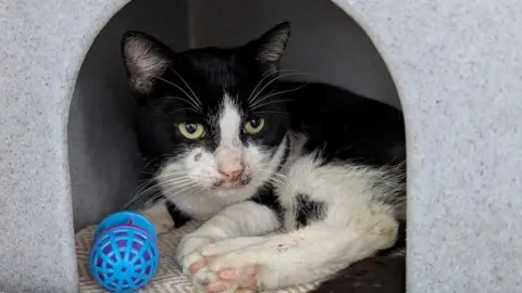 A black and white cat with some scabs under its nose lies curled up in a grey cat bed. A small blue ball is in the bed with him.