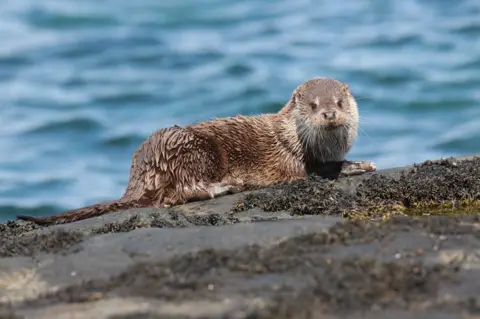 Maria Beeton An otter sitting on a moss-covered rock with the sea in the background.