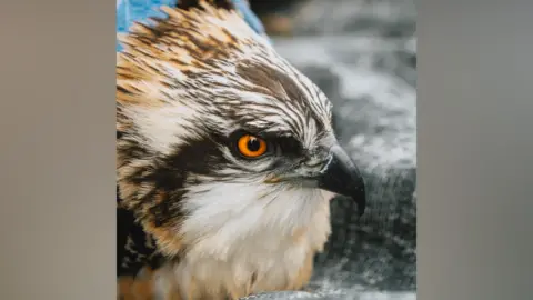 A close-up of an osprey pictured at Foulshaw Moss Nature Reserve in Cumbria. Just the head of the osprey is visible, with its beak pointing to the side of the frame and the orange eye looking down the camera. The plumage is a mixture of black, white and terracotta coloured feathers.