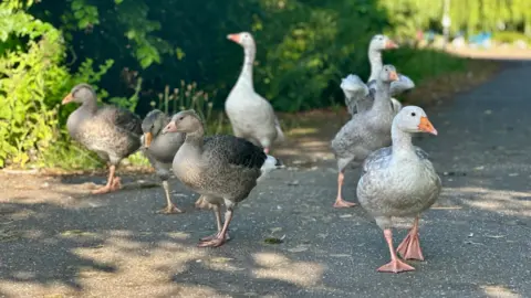 EmmaH Seven geese walking along in a shady area.