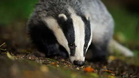 A badger sniffing the ground on a forest floor.