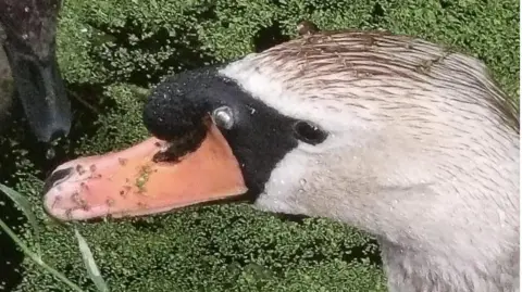 James Yeomans A close up head shot of a swan in the water.
