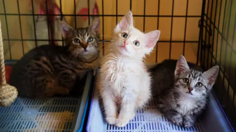 The image shows three kittens sat in a cage looking upwards.