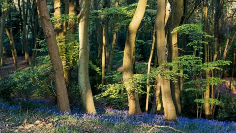National Trust A shot of some woodland with beams of sun bursting through tree cover. A carpet of bluebells lies at the foot of the trees.