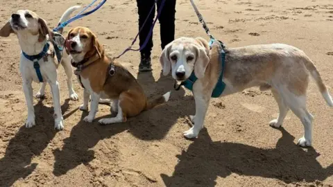 Three beagle dogs in harnesses and on leads stand side-by-side on a sandy beach.