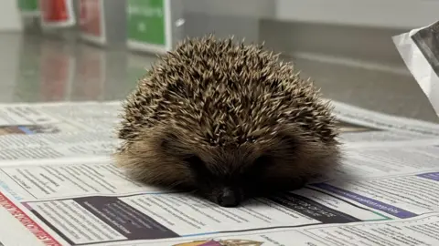 An ill hedgehog lies on a bed of newspaper