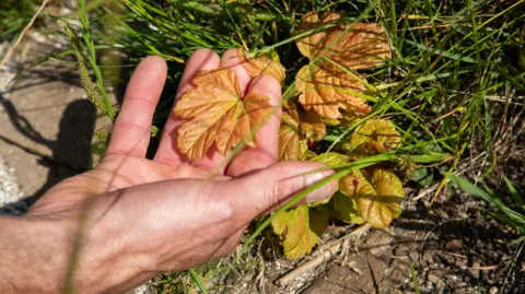 PA Media A man's hand holding the orange leaf of a new shoot from the stump of the felled Sycamore Gap tree