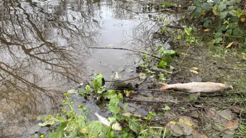 Two dead fish are lying on the edge of a pond. They are lying in very shallow water surrounded by leaves, twigs, grass and mud