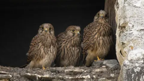 Three baby kestrels standing in the window opening of an old derelict house. They have black and brown speckled feathers and bright yellow talons.