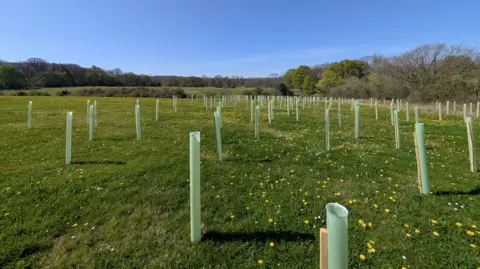 Wooden planks attached to green poles on the site of the future woodland. There are yellow dandelions and daisies in the grass. 