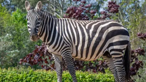 Josh Dennington/Colchester Zoo Ziggy the zebra, photographed astatine  Colchester Zoo, lasting  successful  beforehand   of a backdrop of trees and bushes.