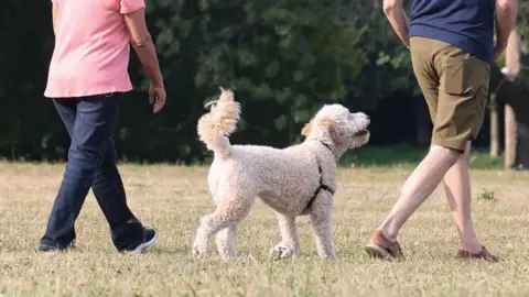 A light brown dog walking away from the camera in a park. Next to it are two men who can be seen from the behind walking away from the camera. The man on the left is wearing blue jeans and a pink T-shirt. The man on the right is wearing khaki shorts.