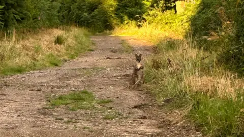 Ben Thompson Wallaby Calverton